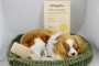 perfect petzzz cavalier king charles plush