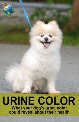 Puppy peeing brown urine