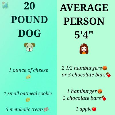 20 Pound Dog Vs Average Human Snack Comparison