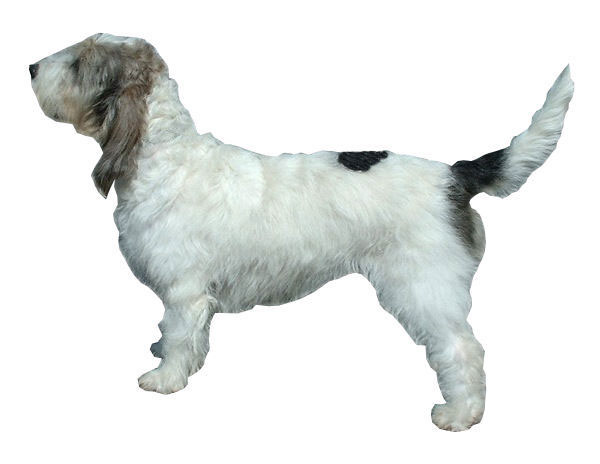 What Happened to the Grand Basset Griffon Vendeen Dog? - DogLoverStore