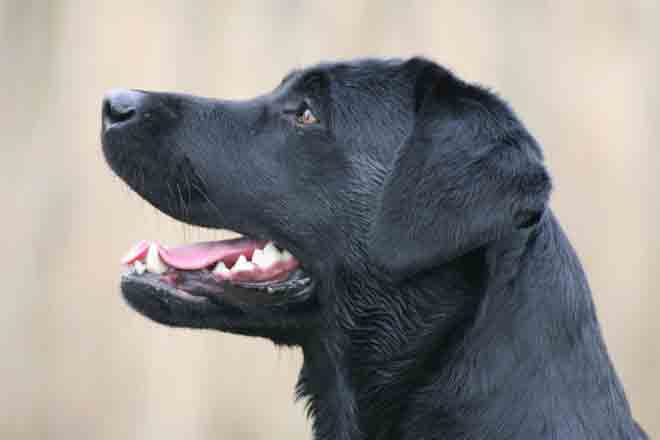 Real Life Black Labrador