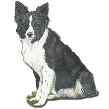 Border Collie Wooden Magnet