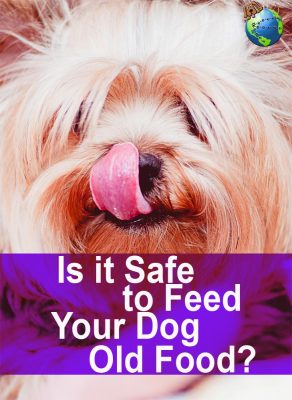Can Dogs Eat Old Food