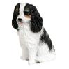 Locate Cavalier King Charles Gifts & Merchandise