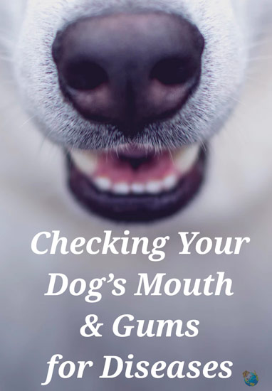 Checking Your Dog's Mouth & Gums for Disease