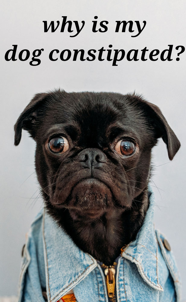 Constipated Dog