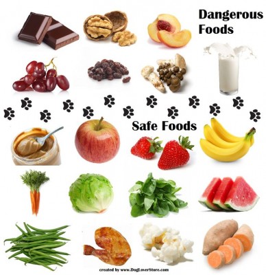 Dangerous Safe Healthy Food for Dogs