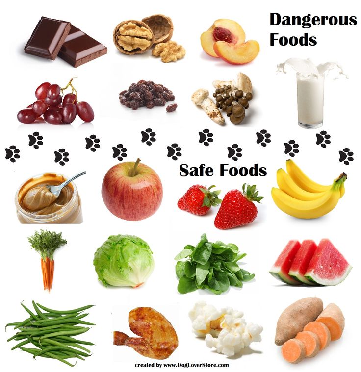 Dangerous Food For Dogs Safe Food For Dogs