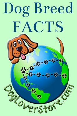 Akita Dog Breed Facts