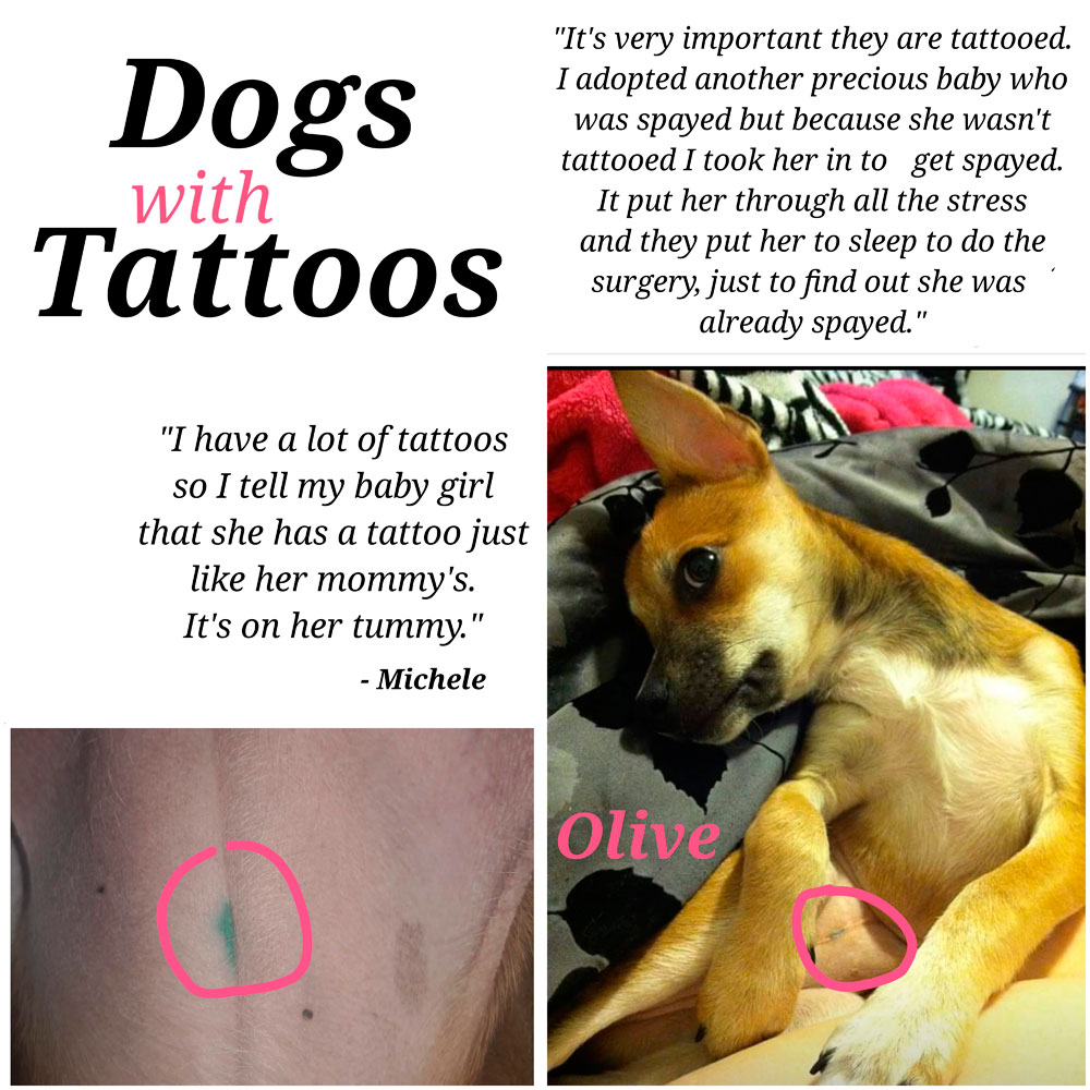 Dog Tattoo After Being Spayed