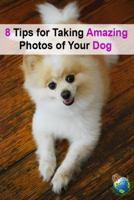 how_to_dog_photos