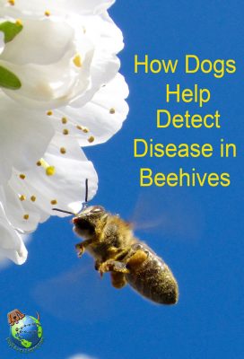 Dogs and Bees