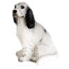Locate English Setter Gifts & Merchandise