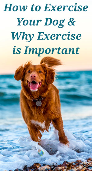 Dog Energy Levels - Why Exercise and Energy is Important to Consider