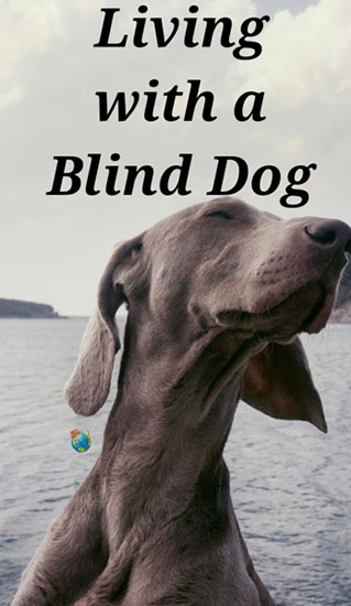 Living With a Blind Dog