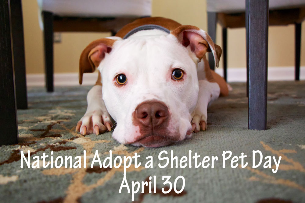 National Adopt a Shelter Pet Day DogLoverStore