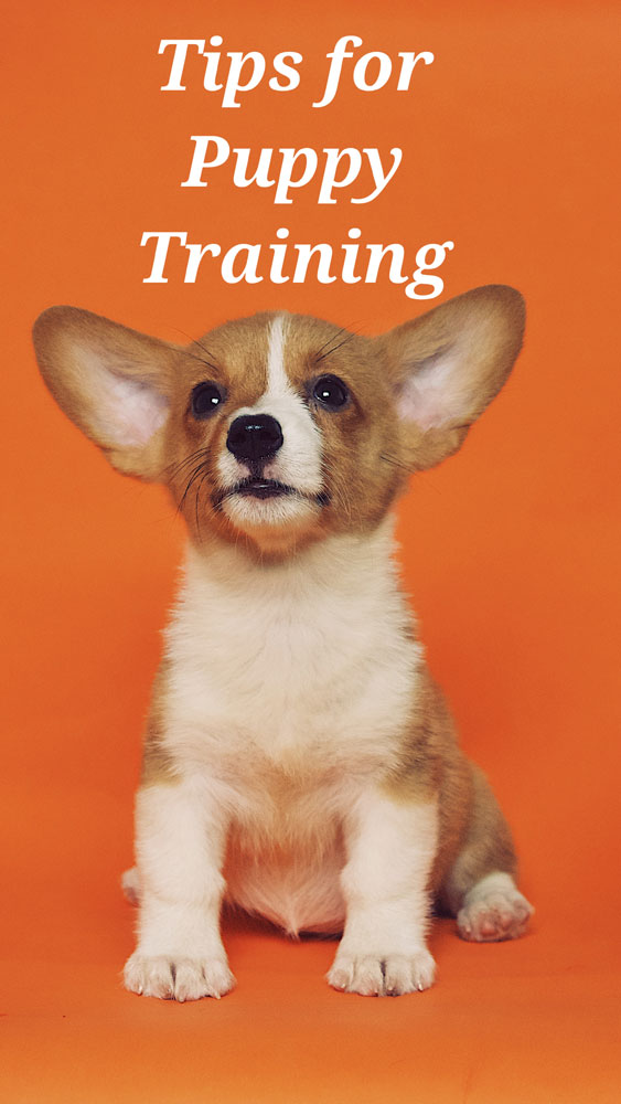 Tips for Puppy Training