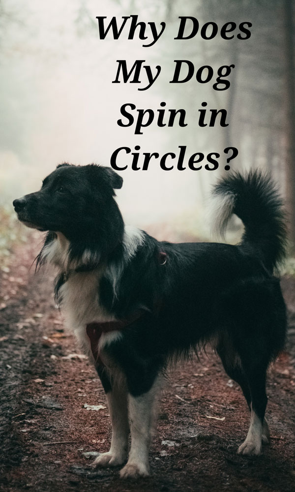 Why Does My Dog Spin in Circles