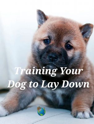 Training Your Dog to Lay Down