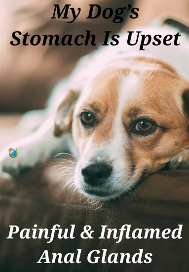 Upset Stomach - Painful Anal Gland Dogs