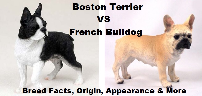 Are Boston Terriers And French Bulldogs The Same