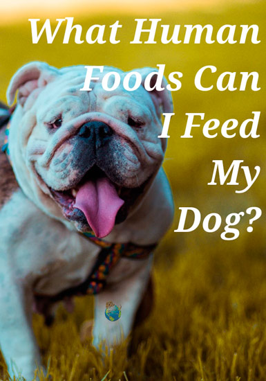 What Human Food Can My Dog Eat?