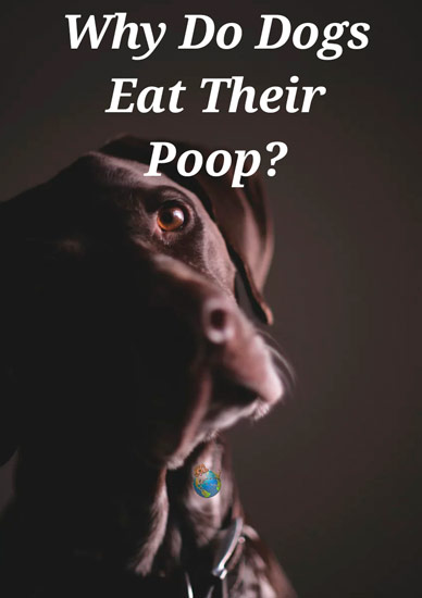 Why Do Dogs Eat Their Poop/Feces?